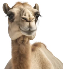 Foto op Plexiglas Close up portrait of a dromedary camel isolated on a white background as transparent PNG, generative AI animal © Flowal93