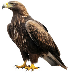 Golden eagle isolated on a white background as transparent PNG, generative AI animal