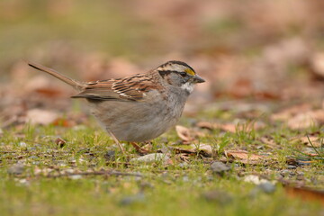 White-throated Sparrow at eye level