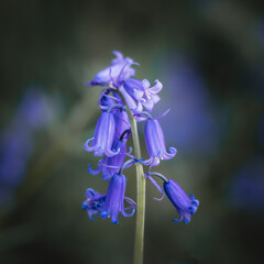 Bluebell