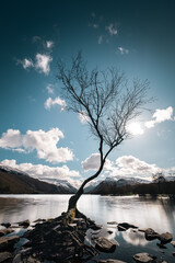 Lone Tree