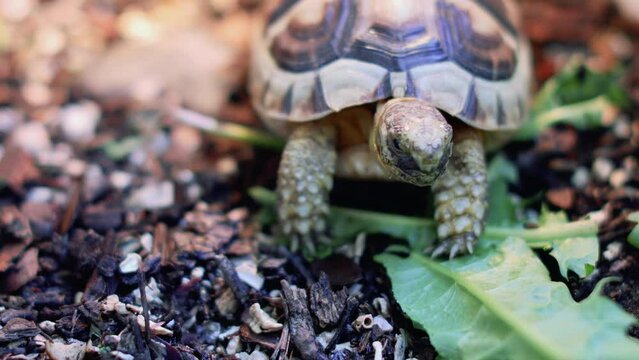 Marginated tortoise eats a leaf home pet - Testudo marginata
