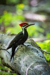 Obraz premium A male Pileated Woodpecker seeking food on a dead tree trunk