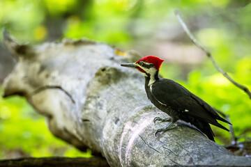 A male Pileated Woodpecker seeking food on a dead tree trunk