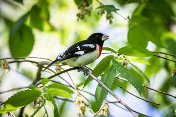 A male Rose Breasted Grosbeak feeding on flowers