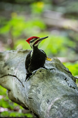 A male Pileated Woodpecker seeking food on a dead tree trunk