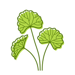 Gotu Kola. Centella asiatica. Cosmetic and medical plant. Linear hand-drawn illustration with accent green blots. Isolated vector illustration in line style.