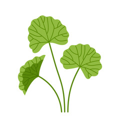 Gotu Kola. Centella asiatica. Pennywort. Cosmetic and medical plant. Flat vector illustration isolated on white.