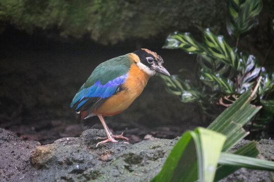 Blue-winged Pitta beautiful bird with 7 color. Pitta moluccensis.High quality photo