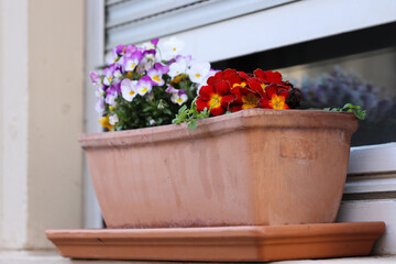 Closeup of ceramic Flower box with spring primulas and pansies on the windowsill. Window decorated with beautiful flowers. Potted plants in window box. Germany. Lower Franconia