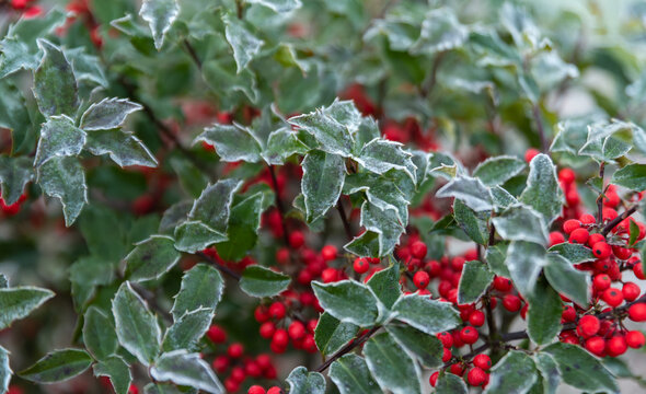 Holly, leaves and red berries covered with a delicate white frost. Ornamental shrub with red berries.