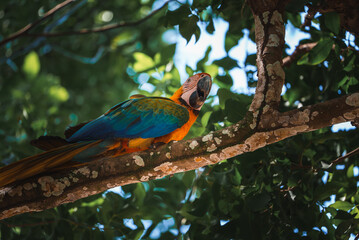 Red parrot Scarlet Macaw, Ara macao, bird sitting on the pal tree trunk, Panama. Wildlife scene from tropical forest. Beautiful parrot on green tree in nature habitat.