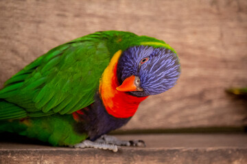 Rainbow Lorikeet Trichoglossus haematodus Closeup. Trichoglossus moluccanus. High quality photo