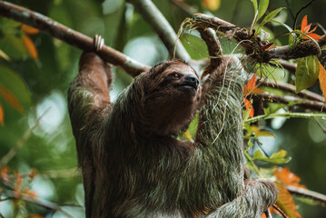 Cute sloth hanging on tree branch. Perfect portrait of wild animal in the Rainforest of Costa Rica...