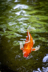 Koi