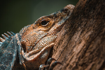 Green iguana on tree in tropical rainforest, Rio Tempisque Guanacaste, Costa Rica wildlife