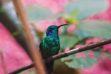 Green Hermit, Phaethornis guy, rare hummingbird from Costa Rica, green bird