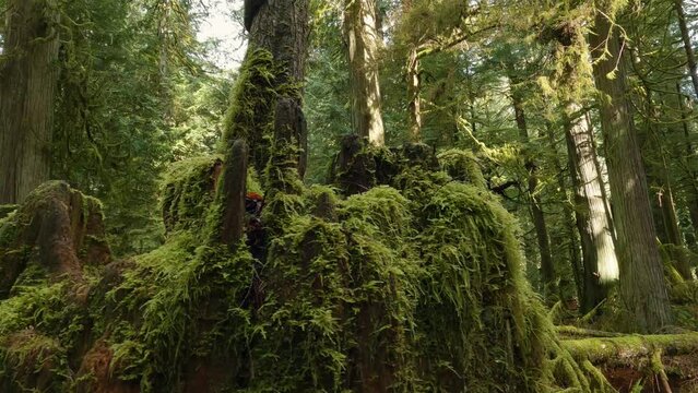 Trees on a Trail in the Rain Forest during a vibrant sunny spring season day. Taken in MacMillan Provincial Park, Vancouver Island, British Columbia, Canada.