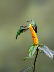 Two Green-crowned brilliant  Hummingbird in flight collecting nectar from yellow flower on green background