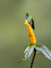Green-crowned brilliant  Hummingbird  collecting nectar from yellow flower on green background