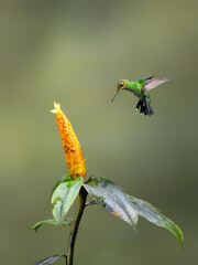 Green-crowned brilliant  Hummingbird in flight collecting nectar from yellow flower on green background