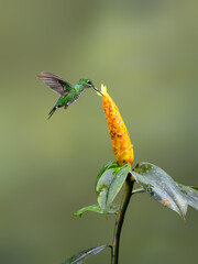 Green-crowned brilliant  Hummingbird in flight collecting nectar from yellow flower on green background