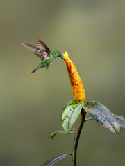 Green-crowned brilliant  Hummingbird in flight collecting nectar from yellow flower on green background
