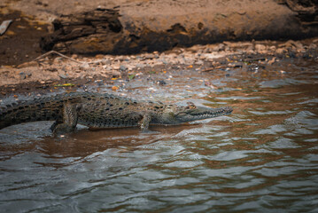 Corcovado National Park, Costa Rica - March, 2023: Landscapes and wildlife in Costa Rica. A closeup photo on a crocodile.