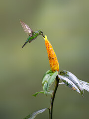 Green-crowned brilliant  Hummingbird in flight collecting nectar from yellow flower on green background