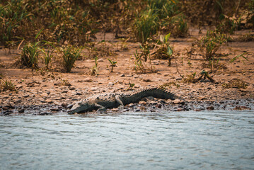 Corcovado National Park, Costa Rica - March, 2023: Landscapes and wildlife in Costa Rica. A closeup photo on a crocodile.