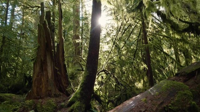 Trees on a Trail in the Rain Forest during a vibrant sunny spring season day. Taken in MacMillan Provincial Park, Vancouver Island, British Columbia, Canada.