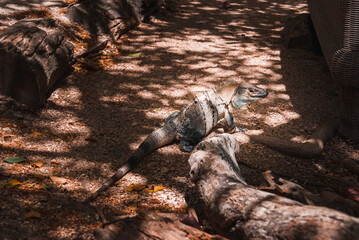 Green iguana on tree in tropical rainforest, Rio Tempisque Guanacaste, Costa Rica wildlife