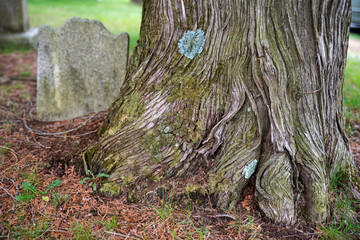 Textured bark of ancient tree by Victorian gravestone