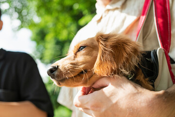 飼い犬を連れて公園に来た男性2人組