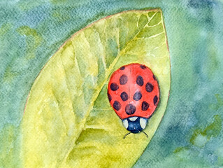 Watercolor botanical summer illustration with colorful ladybug and greenery © Olga