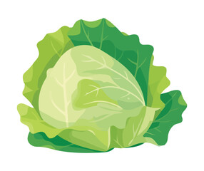 Fototapeta premium Fresh organic lettuce a healthy vegetarian meal