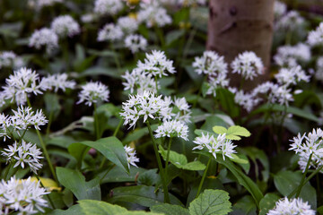 Allium ursinum   known a wild garlic, ramsons, cowleekes, buckrams, broad-leaved garlic, wood garlic, bear leek plants grow in the wood. Wild herbs with white flower close-up.