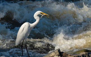 Eastern great egret (Ardea alba modesta)  standing on a rock with a fish just caught from the weir at the Gold Coast, Australia.