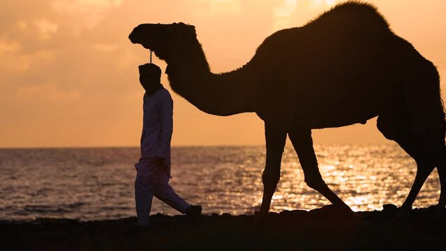 Arabic sunrise Silhouette camel herder walking to market 