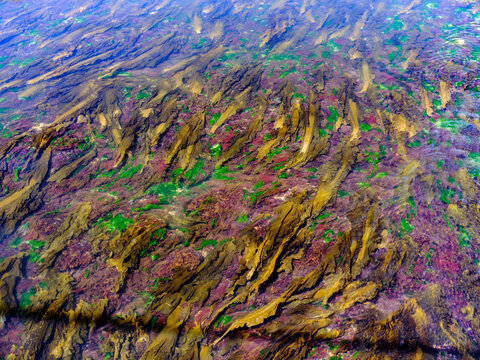 Colorful Seaweed and kelp flow with the outgoing tide at low tide on Vinalhaven Island Maine