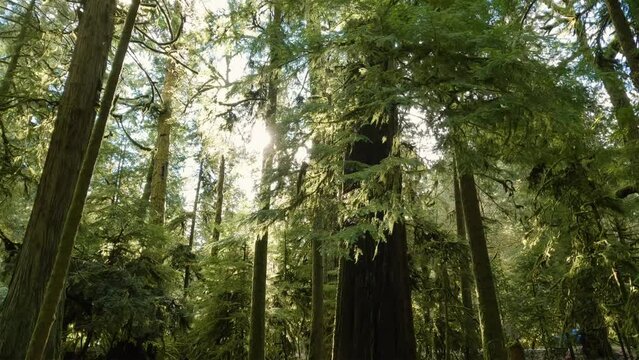 Trees on a Trail in the Rain Forest during a vibrant sunny spring season day. Taken in MacMillan Provincial Park, Vancouver Island, British Columbia, Canada.