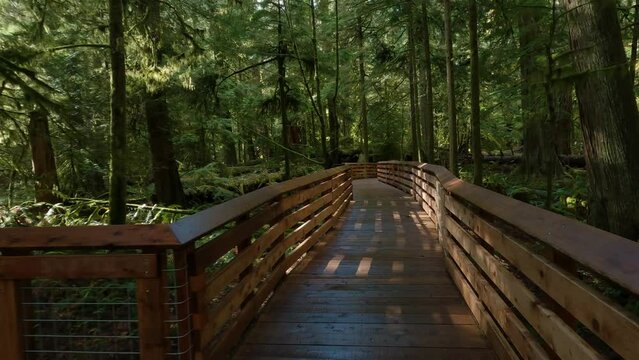 Trail in the Rain Forest during a vibrant sunny spring season day. Taken in MacMillan Provincial Park, Vancouver Island, British Columbia, Canada.