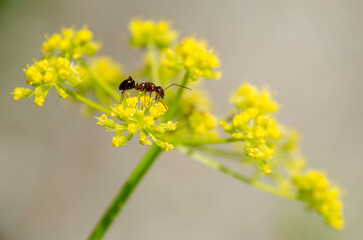 close up of ant on flower