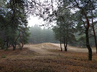 A hill in the forest