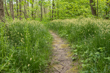 Forest plant sedge and forest path.