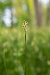 Forest plant Sedge sedge in flower detail.