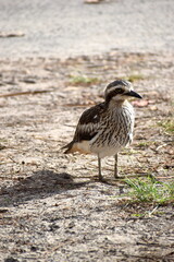 Curlew, Baby Curlew