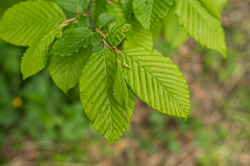 Fresh green leaves of hornbeam outdoors.