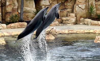 Dolphin Show