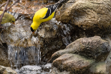 Goldfinches (Spinus tristis) drinking at Dylan Cascade; Laramie, Wyoming